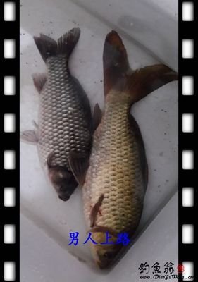 《鲫鱼》观后感100字