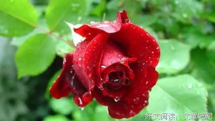 缄默如我优美的句子