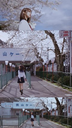 樱花抄经典名句