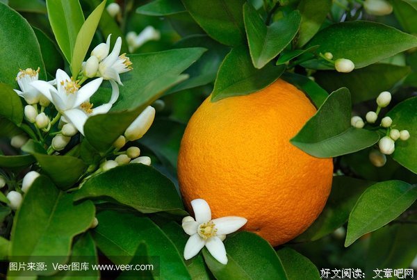 最全的橙花名言