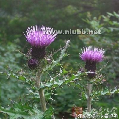 《酒精计划》观后感100字