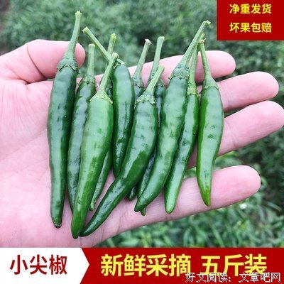 稚嫩青颜面朝天经典的句子