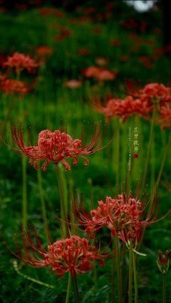 三途川畔，往生渡死句子大全