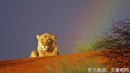 最经典的《如果，爱种国作简单》经典语录大全