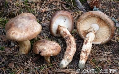 《物种起源》经典读后感有感