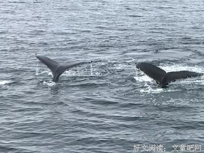 花式营养早餐：视频版读后感1000字