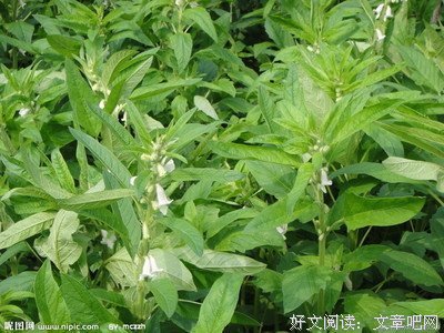 生命的果实句子