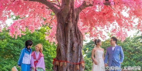 巨树的句子