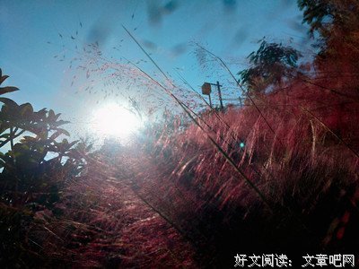 《遇见幽梦一帘花影深》好段摘抄