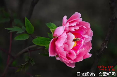 有关酸甜苦辣的美句摘抄