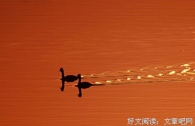 《美丽新湾计划》观后感精选