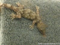 《加布里埃尔》观后感精选