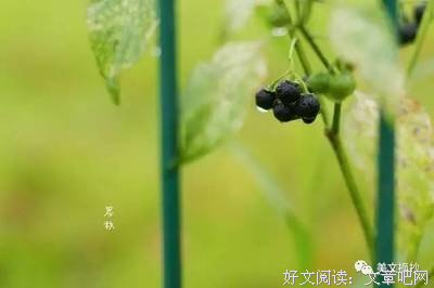 尘埃落定的语句摘抄_关于尘埃落定的语句