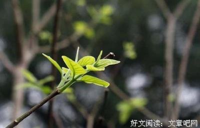 《奥对风和星-自由的太阳》经典的句子