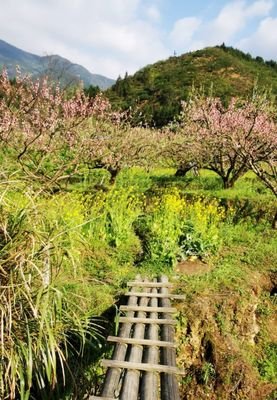 《陌上花开为君顾》的句子