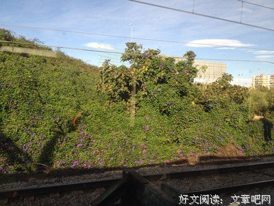 《绿植这么养就对了》读后感1000字