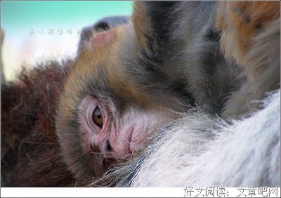 《五味》经典读后感有感