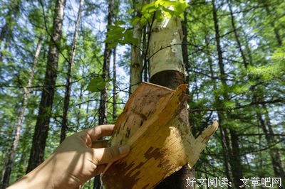 《在乌苏里的莽林中》读后感摘抄