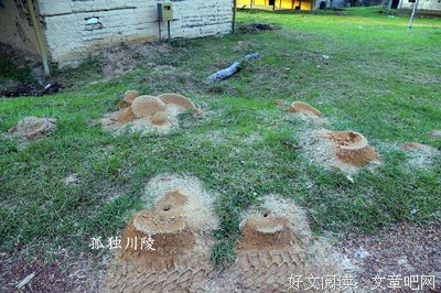 南美丛林日记读后感100字