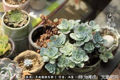 《玩物“哲”学》读后感1000字