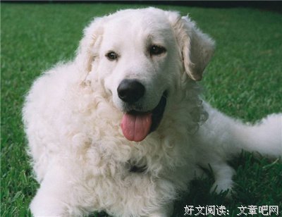 《尔雅诂林经文词语索引》经典读后感有感