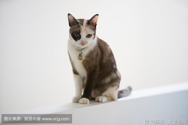捉住耳朵的猫咪经典名句