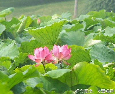 林清玄文集句子大全