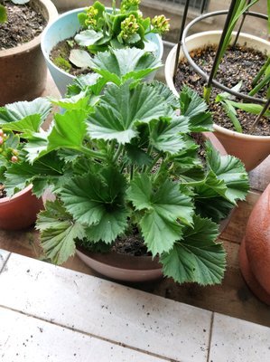忆的句子