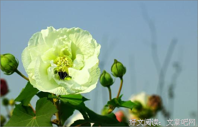 描写一往情深的语句摘抄