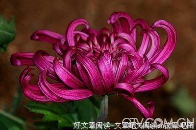 《菊花香》读后感1000字