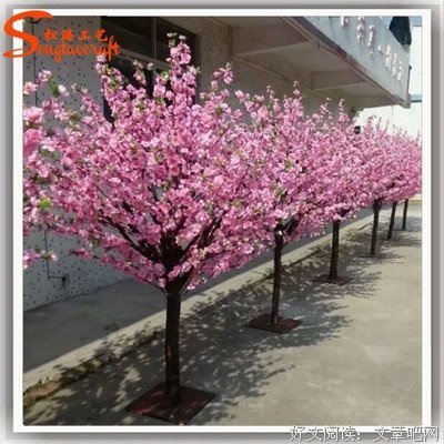 盛夏的樱花树读后感锦集