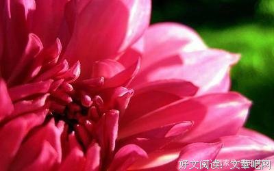 彬彬有礼的语句摘抄_关于彬彬有礼的语句