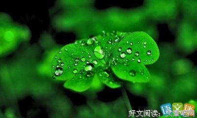 布谷鸟的句子