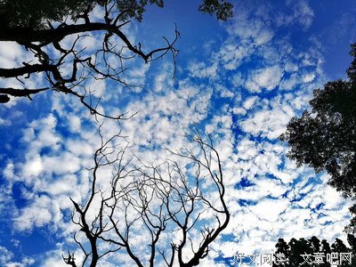 村上春树的魅力的句子