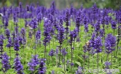 我爱的三毛经典名句