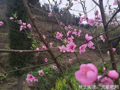 《被夸大的使命》读后感100字