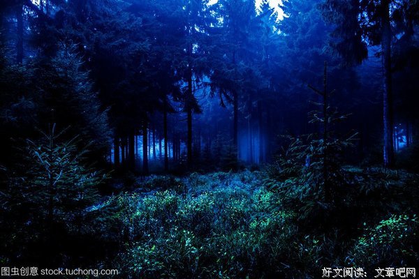 《夜森林》经典影评有感