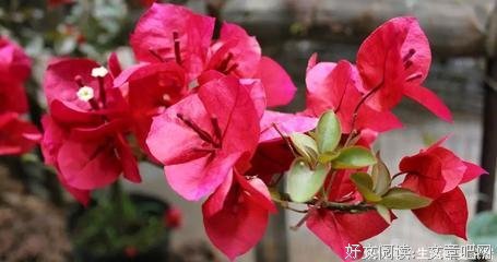 何为伤句子