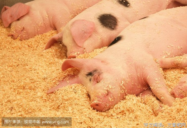 猪队友“我姐腿瘸，借她的38万不要了。”又不是我撞的，我要！