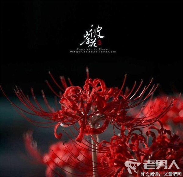《流离的彼岸花》好段摘抄