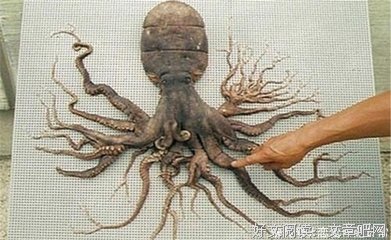 《少数意见》经典观后感1000字