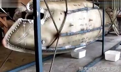 《鲨鱼》观后感精选