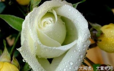 我想成为你的玫瑰花经典的句子