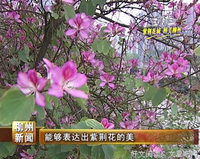 关于千盏胭脂的优美句子