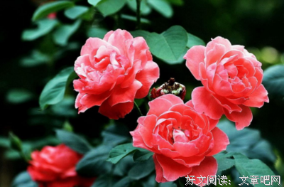花刺经典的句子