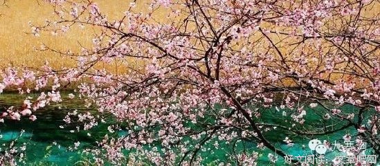 你若盛开，清风自来好词好句