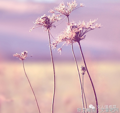 关于四十不惑的优美句子