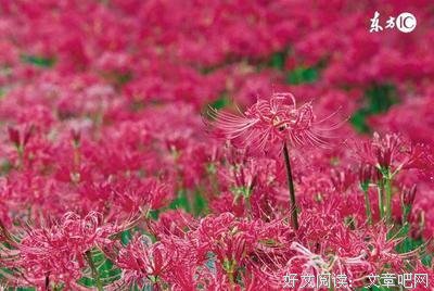 《2ch百合长帖然物日与樱子》经典语录大全