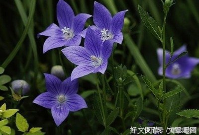 “天狂有雨，人狂有祸”：人再有本事，也别说这三句话！