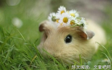 关于阳春白雪的唯美语录